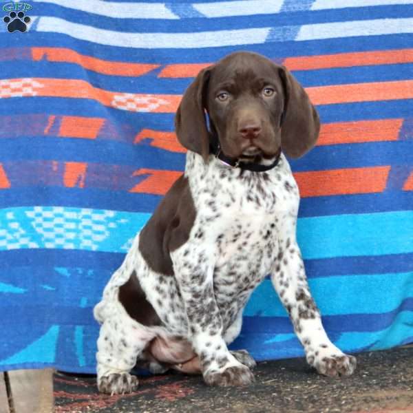 Karter, German Shorthaired Pointer Puppy