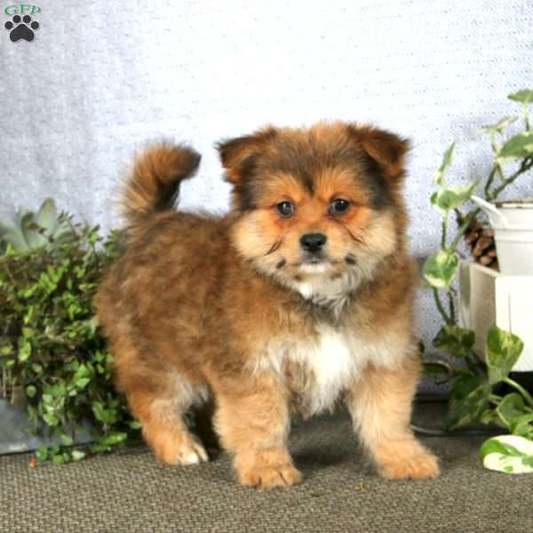 Karter, Yorkie Mix Puppy