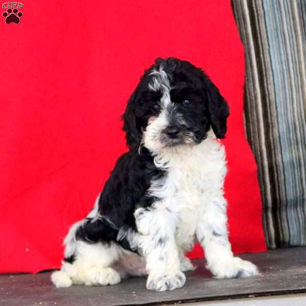 Karter, Cockapoo Puppy