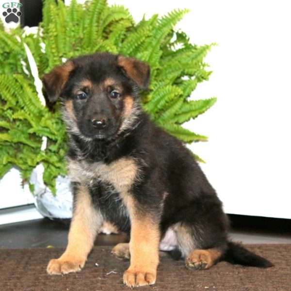 Karter, German Shepherd Puppy