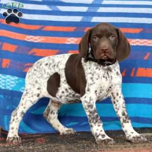 Karter, German Shorthaired Pointer Puppy