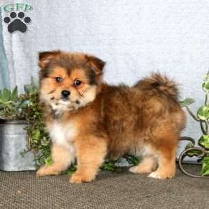 Karter, Yorkie Mix Puppy