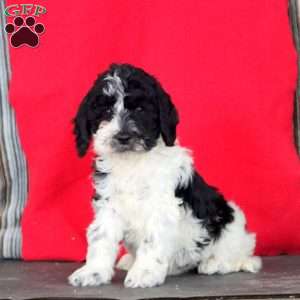 Karter, Cockapoo Puppy