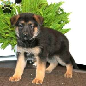 Karter, German Shepherd Puppy