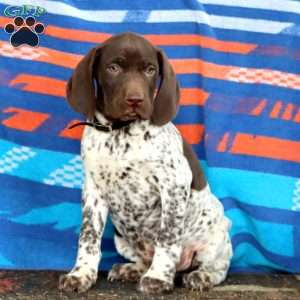 Karter, German Shorthaired Pointer Puppy
