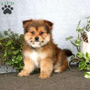 Karter, Yorkie Mix Puppy