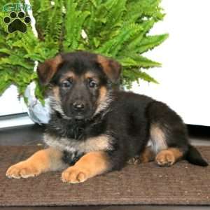 Karter, German Shepherd Puppy