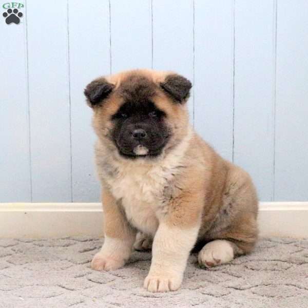 Kash, Akita Puppy