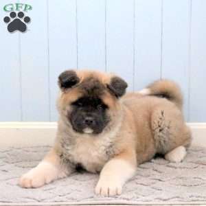 Kash, Akita Puppy
