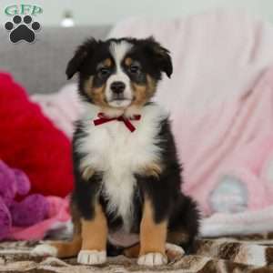 Kate, Australian Shepherd Puppy