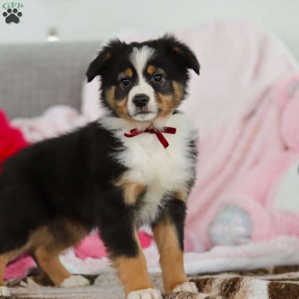 Kate, Australian Shepherd Puppy