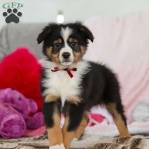 Kate, Australian Shepherd Puppy