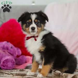 Kate, Australian Shepherd Puppy