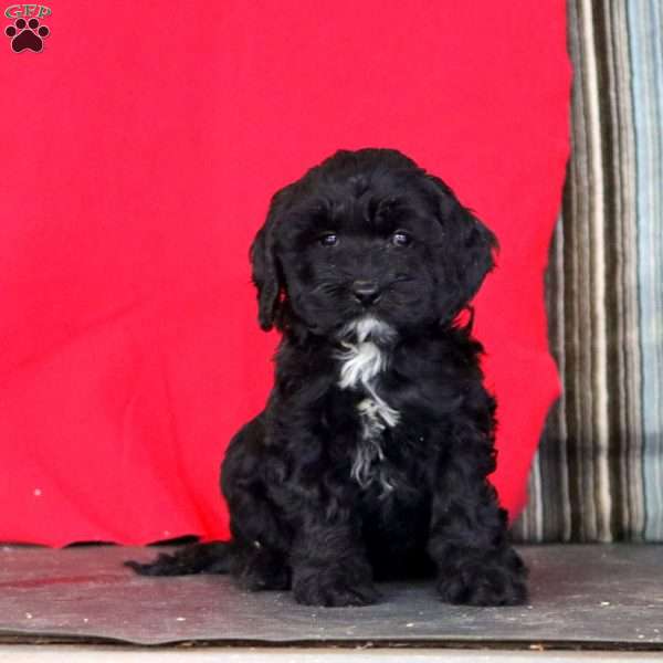 Kayla, Cockapoo Puppy