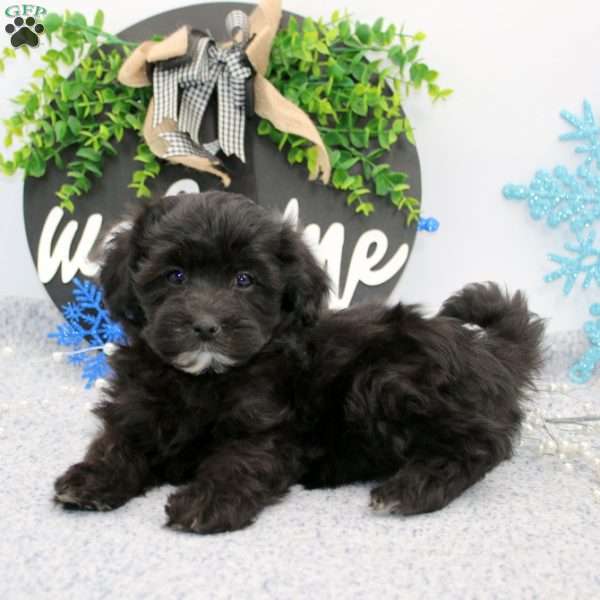 Kayla, Maltipoo Puppy