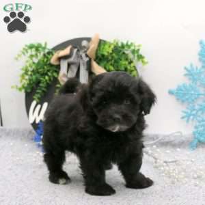 Kayla, Maltipoo Puppy