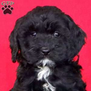 Kayla, Cockapoo Puppy