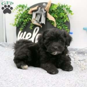 Kayla, Maltipoo Puppy