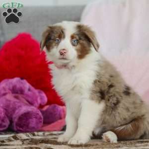 Kaylee, Australian Shepherd Puppy