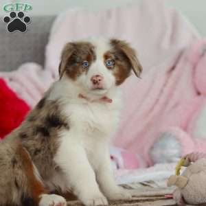 Kaylee, Australian Shepherd Puppy