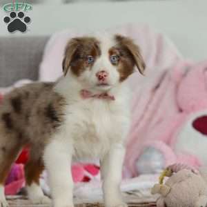 Kaylee, Australian Shepherd Puppy