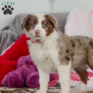 Kaylee, Australian Shepherd Puppy
