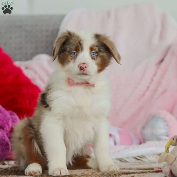 Kaylee, Australian Shepherd Puppy