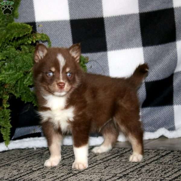 Kayson, Pomsky Puppy