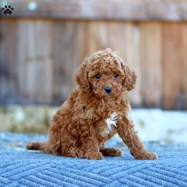 Kayson, Toy Poodle Puppy