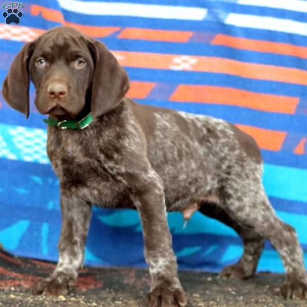 Kayson, German Shorthaired Pointer Puppy