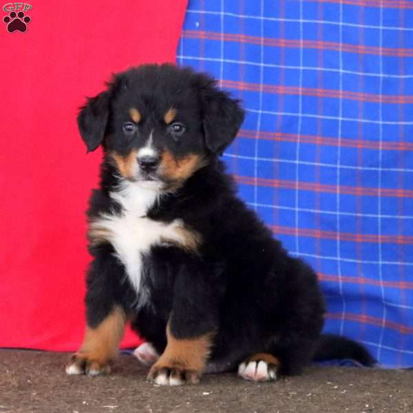 Kayson, Bernese Mountain Dog Puppy