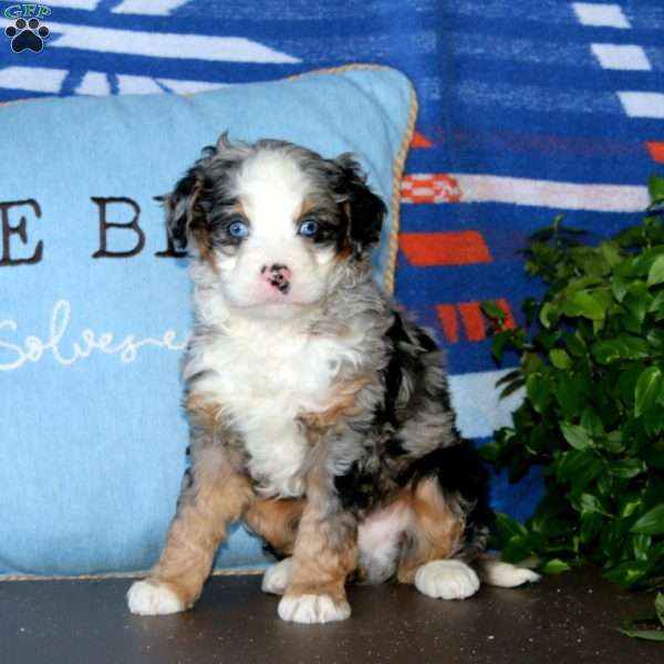 Kayson, Bernedoodle Puppy