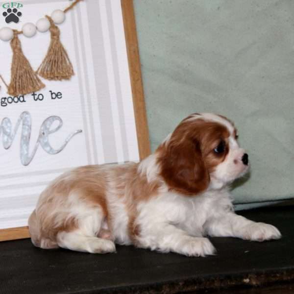 Kayson, Cavalier King Charles Spaniel Puppy