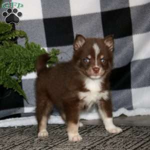 Kayson, Pomsky Puppy