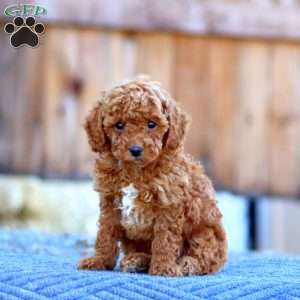 Kayson, Toy Poodle Puppy