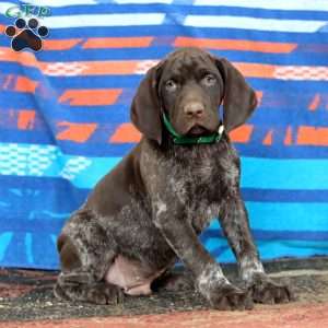 Kayson, German Shorthaired Pointer Puppy