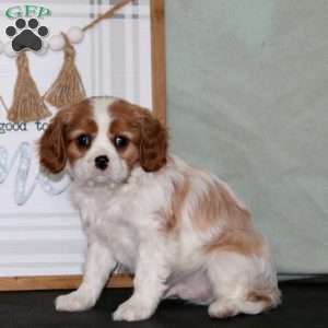 Kayson, Cavalier King Charles Spaniel Puppy