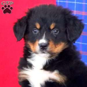 Kayson, Bernese Mountain Dog Puppy