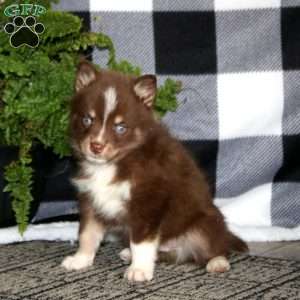 Kayson, Pomsky Puppy