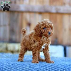 Kayson, Toy Poodle Puppy