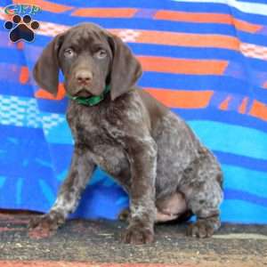 Kayson, German Shorthaired Pointer Puppy