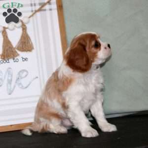 Kayson, Cavalier King Charles Spaniel Puppy