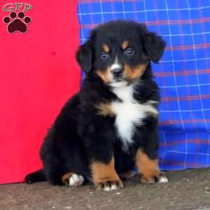Kayson, Bernese Mountain Dog Puppy