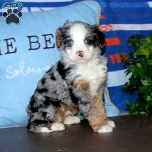 Kayson, Bernedoodle Puppy