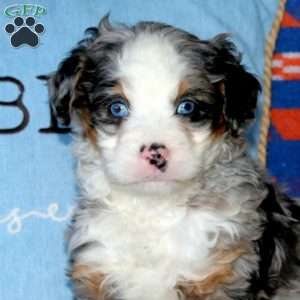 Kayson, Bernedoodle Puppy