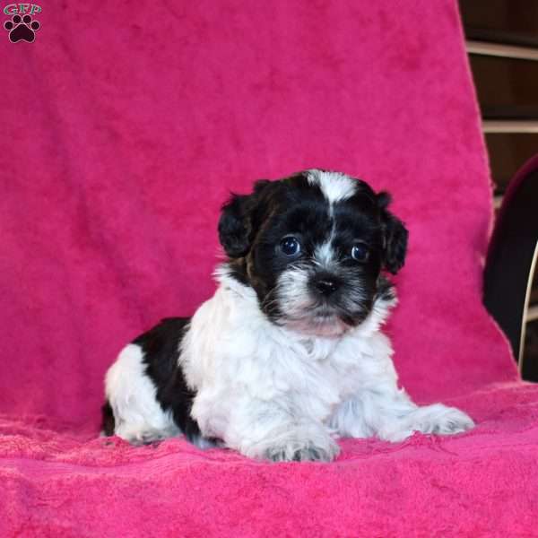 Keely, Teddy Bear Puppy