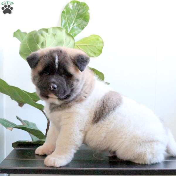 Keeper, Akita Puppy