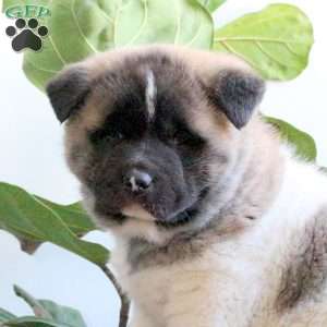 Keeper, Akita Puppy