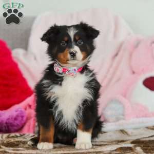 Kelly, Australian Shepherd Puppy