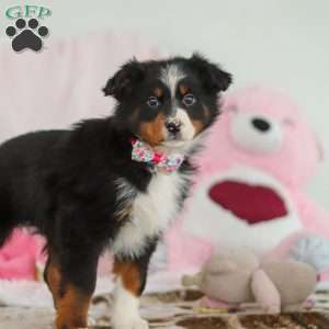 Kelly, Australian Shepherd Puppy